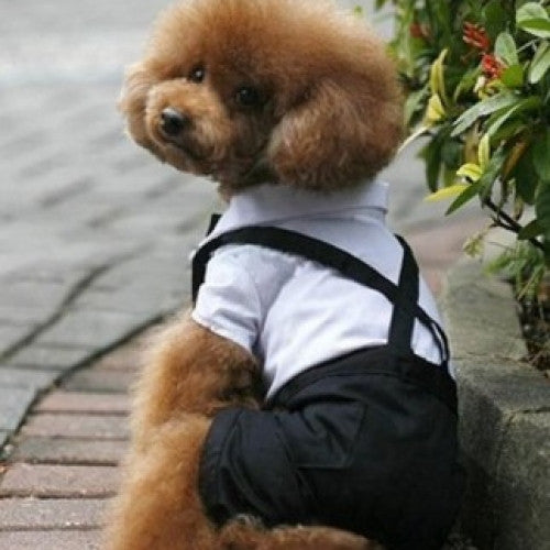 Prince Tuxedo Bow Tie Suit Puppy Costume 